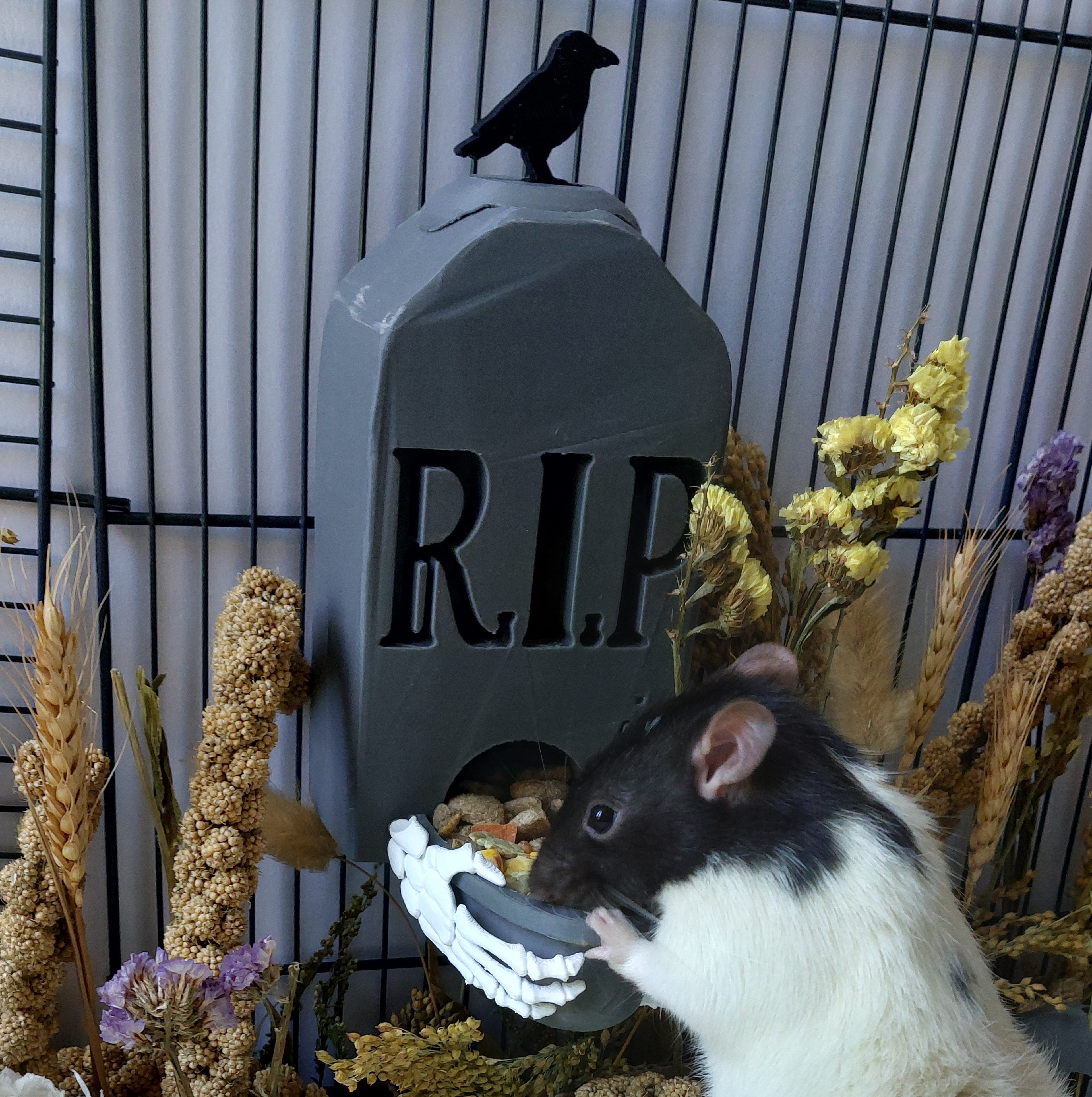 Rats