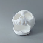 Small animal skull hide