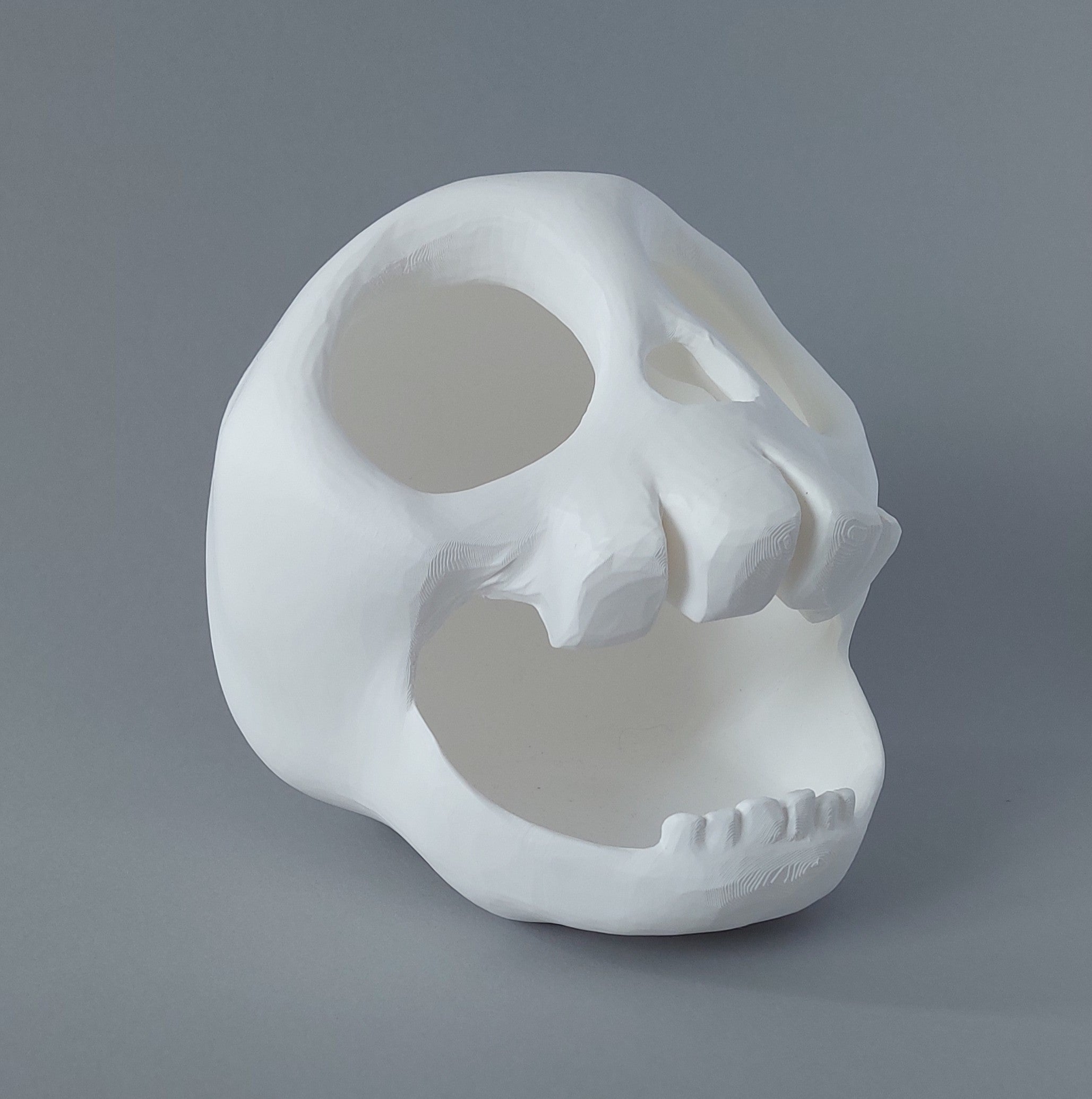 Small animal skull hide