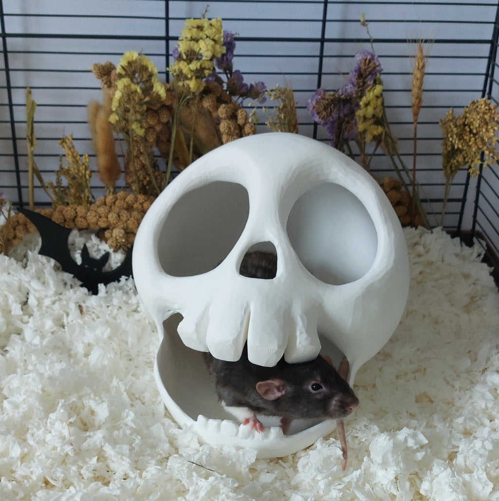 Small animal skull hide