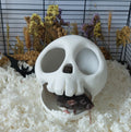 Small animal skull hide