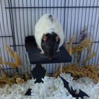 Sleeping bat mounted platform