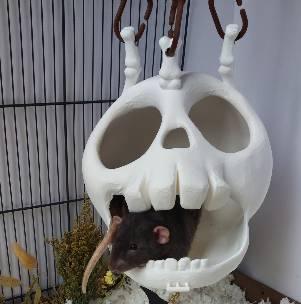 Skull hanging hide