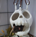 Skull hanging hide