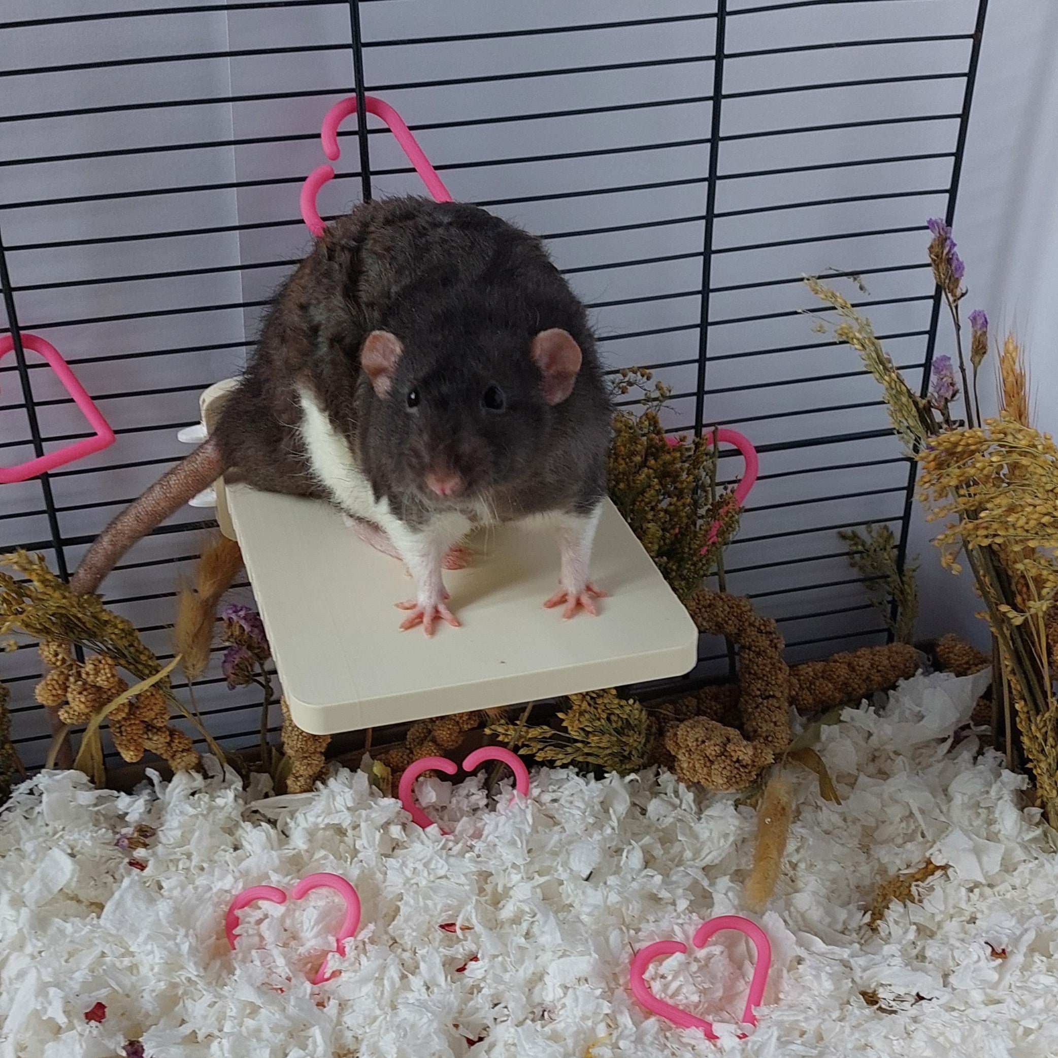 Rat mounted platform