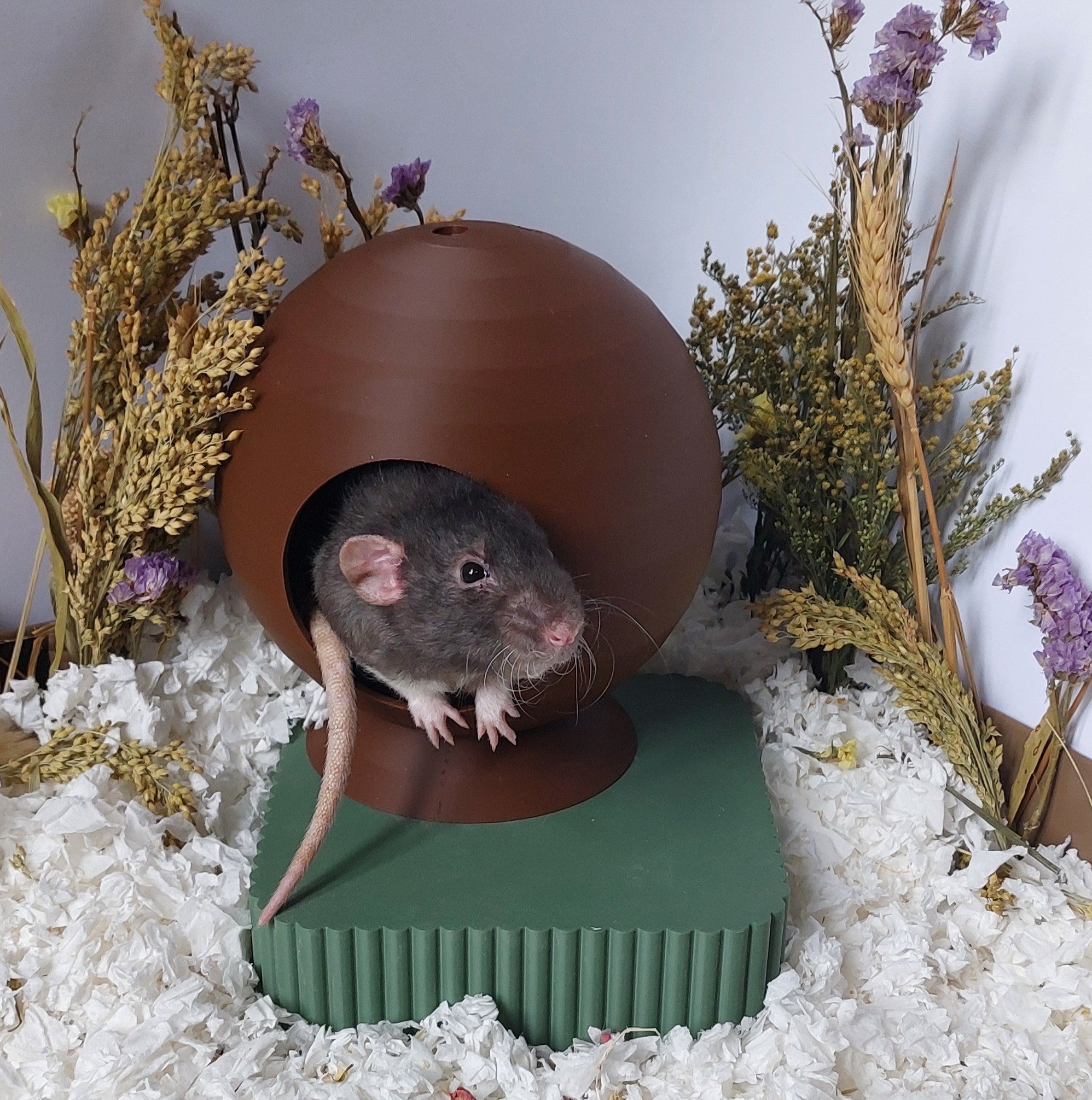 Rat coconut hide