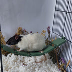 Rat hanging bridge