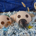 Seashell small animal hide