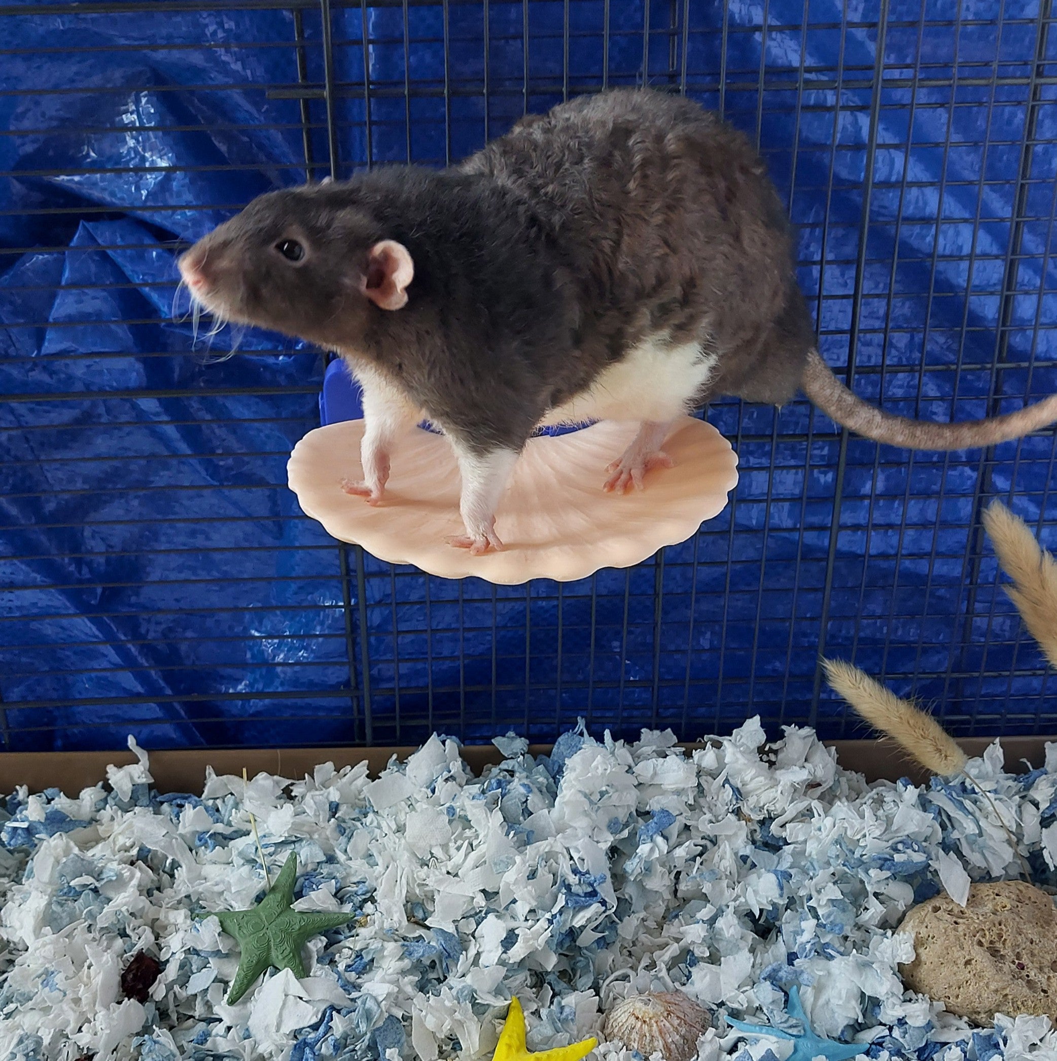Seashell mounted platform