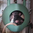 Rat hanging hide