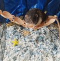 Rat seashell hanging bridge