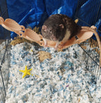 Rat seashell hanging bridge
