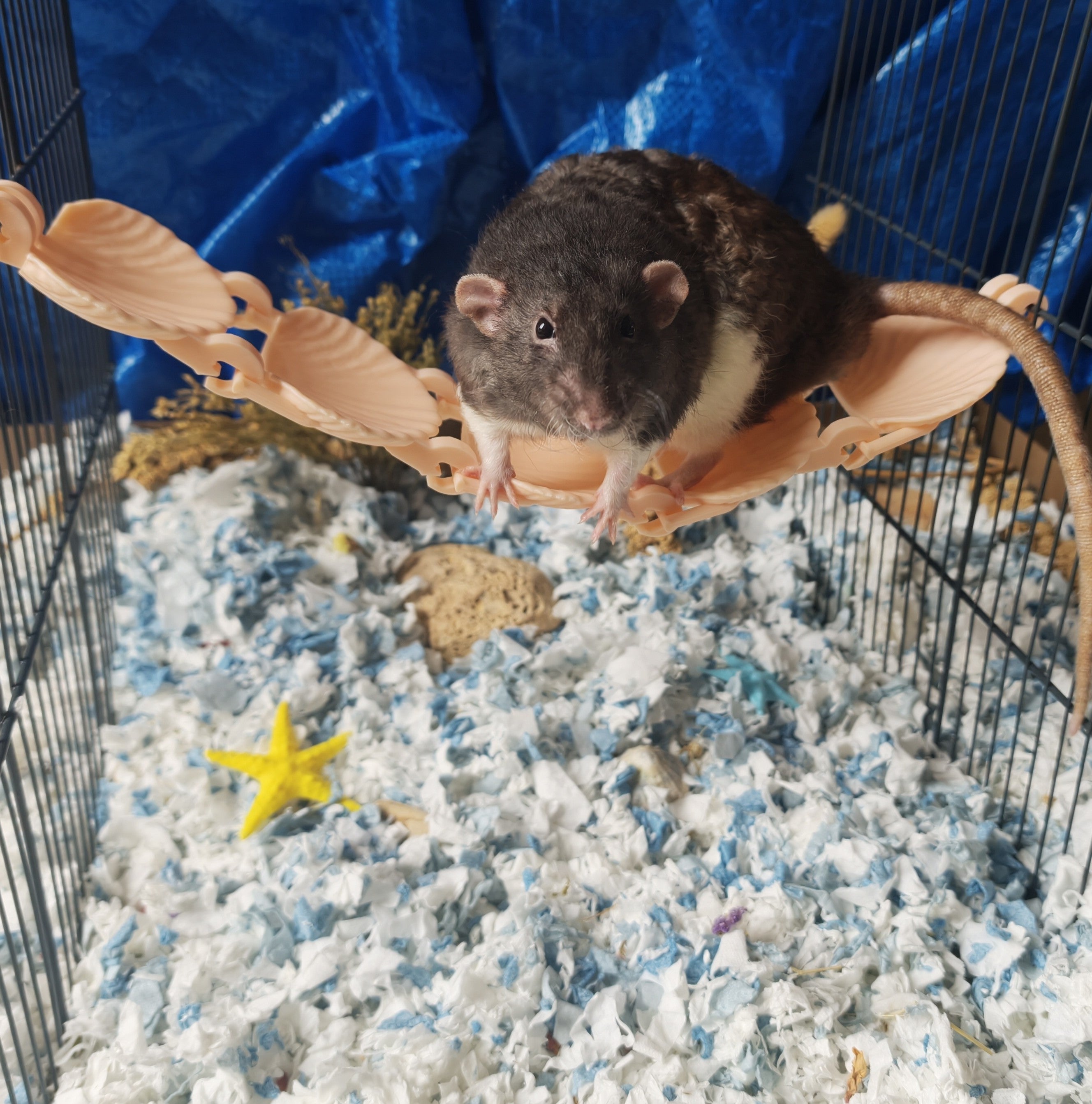 Rat seashell hanging bridge