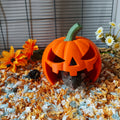 Small animal pumpkin hide