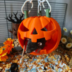 Small animal scary pumpkin hanging hide