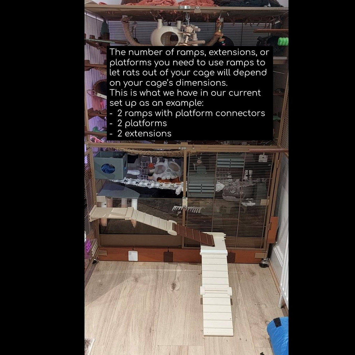 Rat ramp