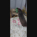 Rat rotating foraging toy